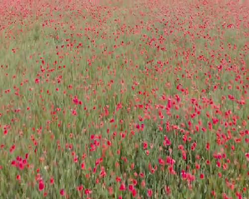 南昌代孕的代孕网_C5O1O_果纳芬在冬天零下3度可以不放冰箱冷藏吗？_s671m_415f9